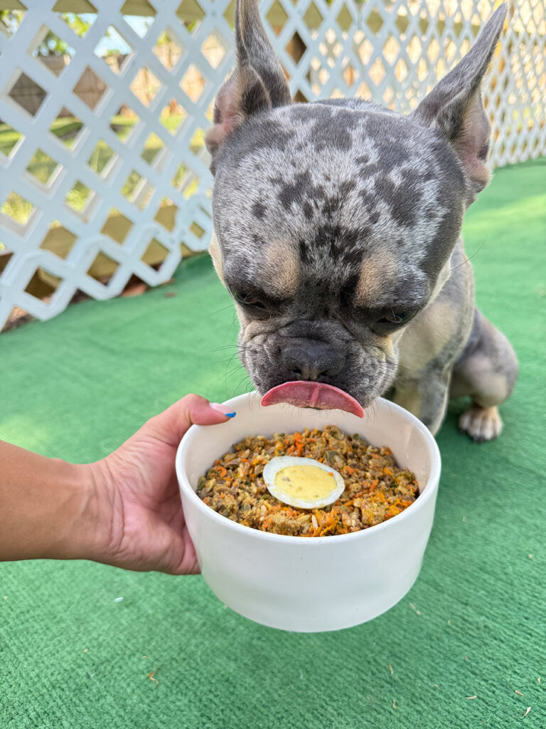 Cheyci Homemade Dog Food | Florida